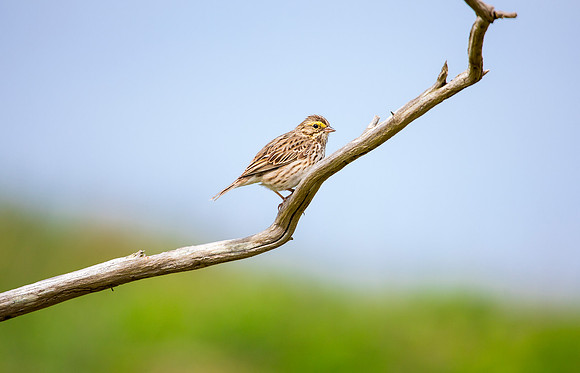 Savannah Sparrow