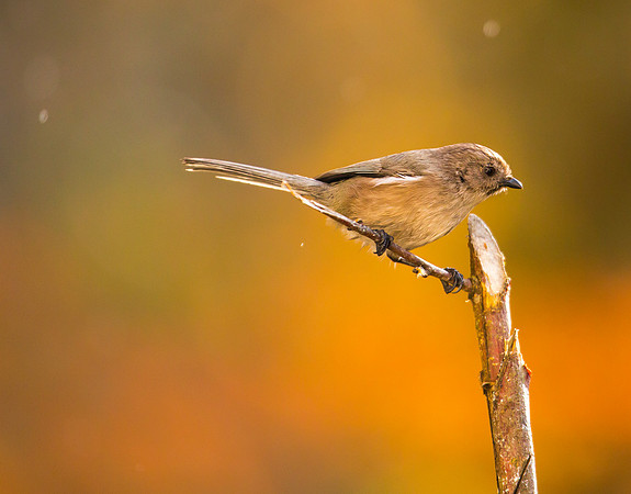 Bushtit