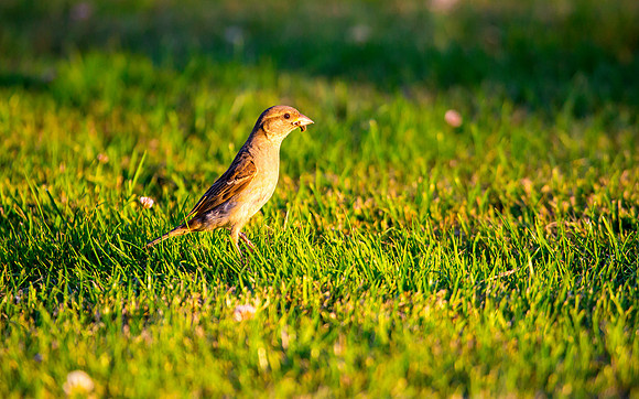 House Sparrow (Female)