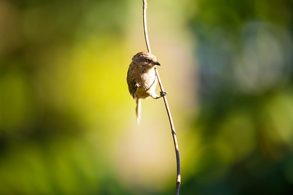 Female Bushtit