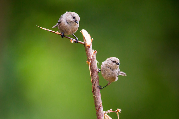 Bushtits