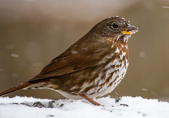 Fox Sparrow