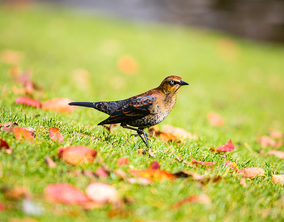 Rusty Blackbird - Hillsboro, OR