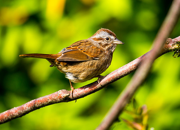 Song Sparrow