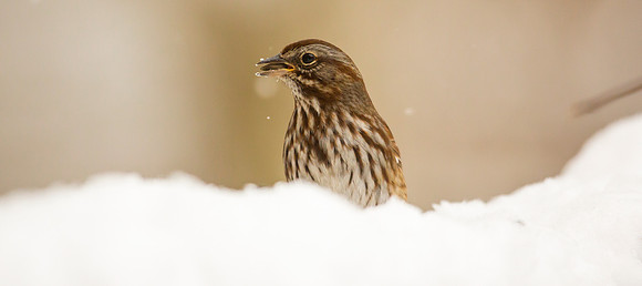 Song Sparrow