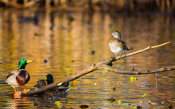 Wood Duck (Female, with Mallard Drake)