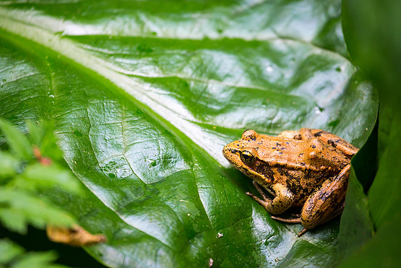 Red-Legged Frog