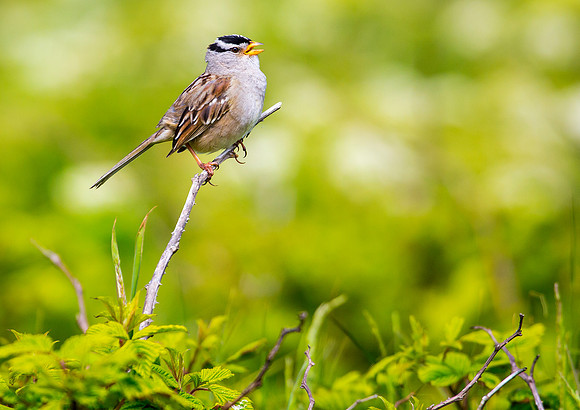 Male White-Crowned Sparrow Singing