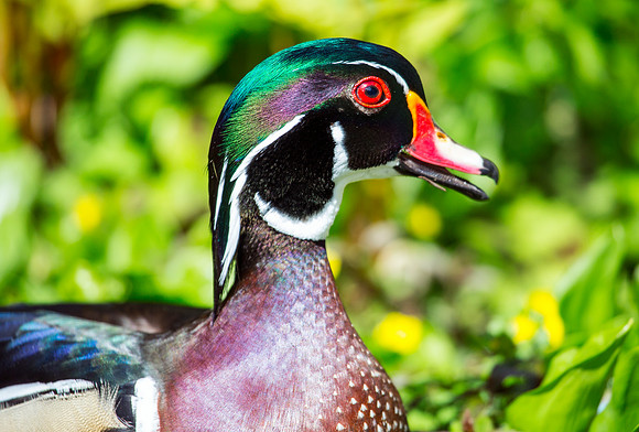 Wood Duck Drake