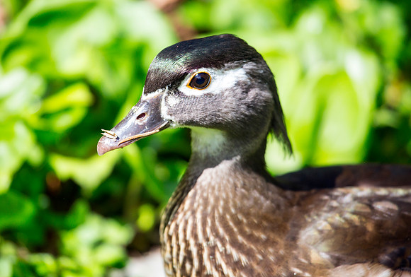 Wood Duck Hen
