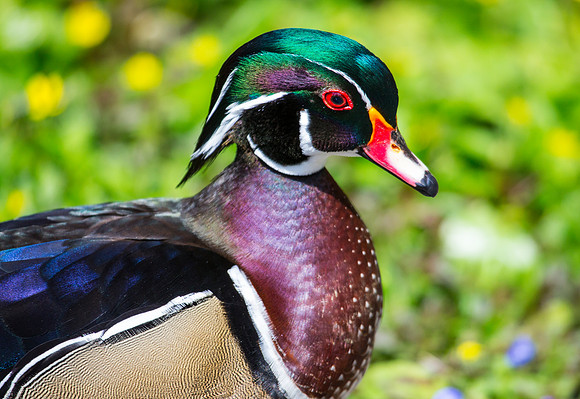 Wood Duck Drake