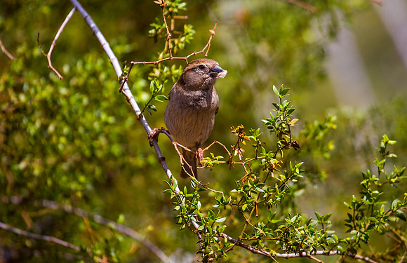 Female House Sparrow