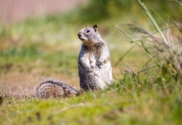 California Ground Squirrel