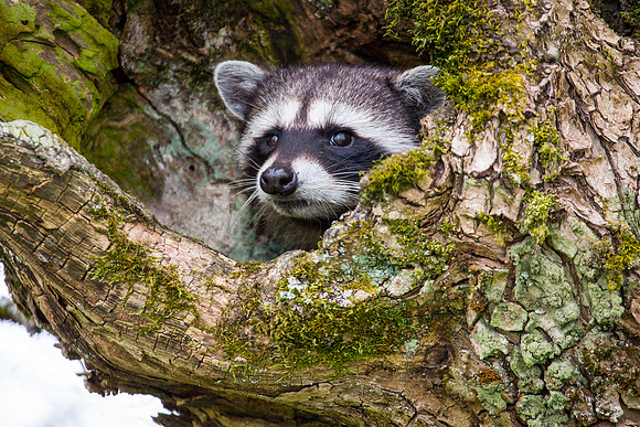 Raccoon