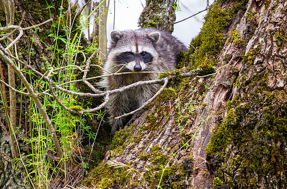 Raccoon
