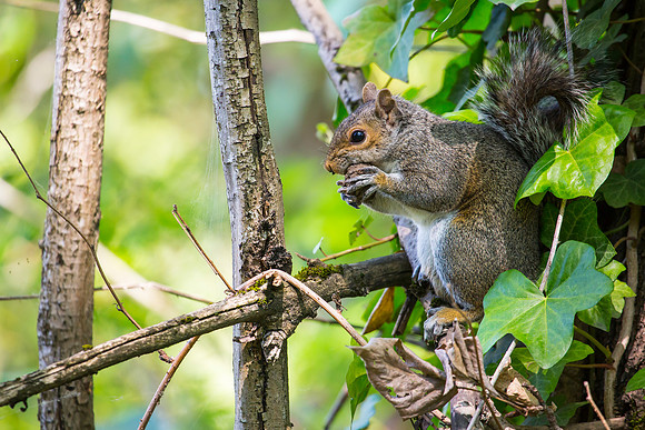 Eastern Gray Squirrel