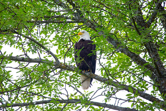 Bald Eagle