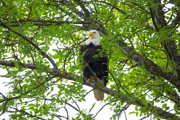 Bald Eagle