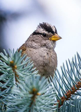 White Crowned Sparrow