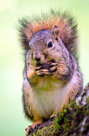 Eastern Fox Squirrel