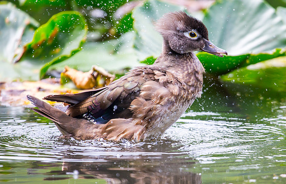 Wood Duck (Female)