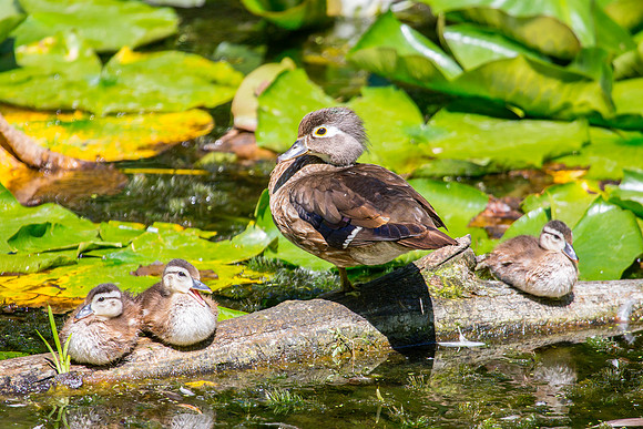Wood Ducks