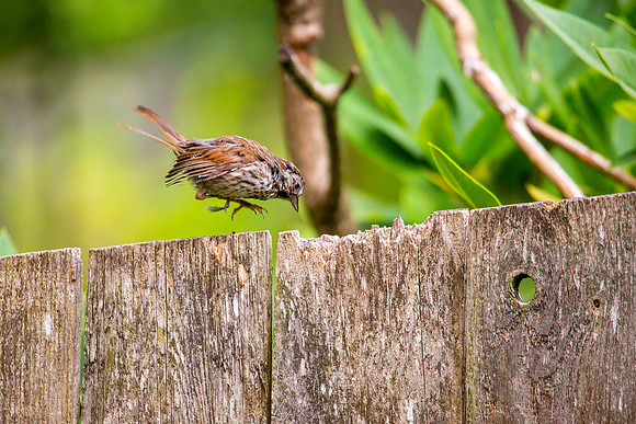 Song Sparrow (Fledgling)