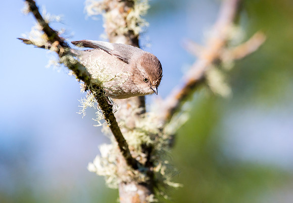 Bushtit (Female)