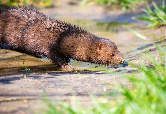 Mink