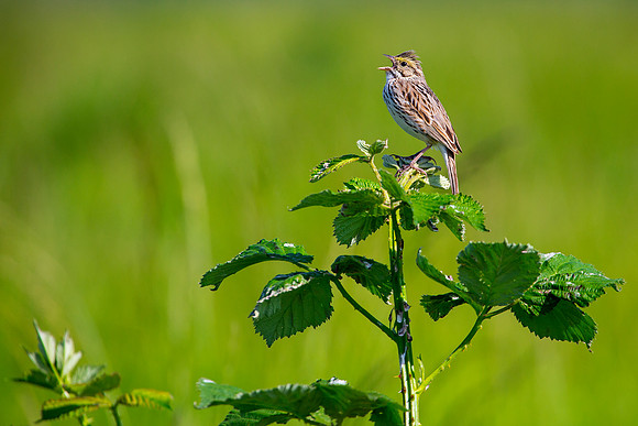 Savannah Sparrow