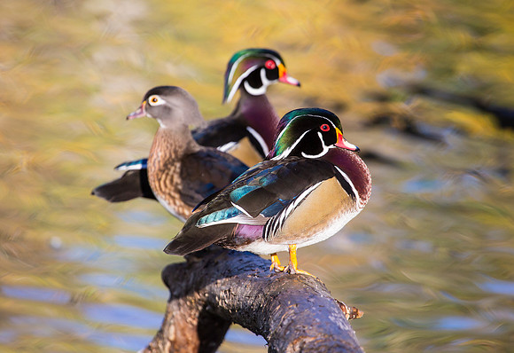 Wood Ducks