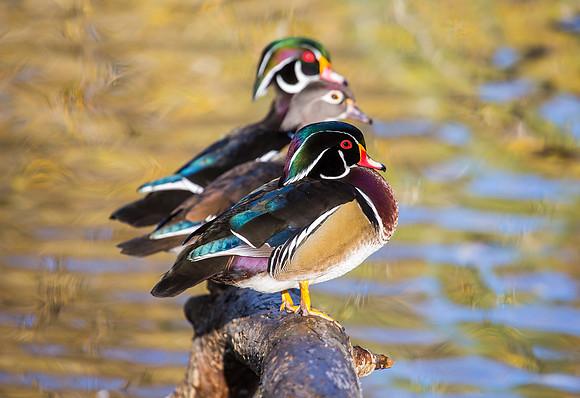 Wood Ducks