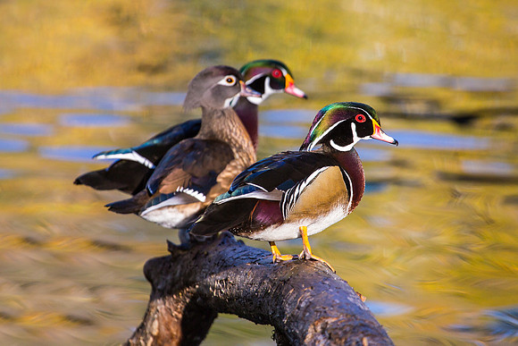 Wood Ducks