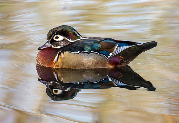Inter-sex Wood Duck