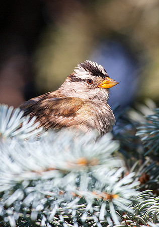 White Crowned Sparrow