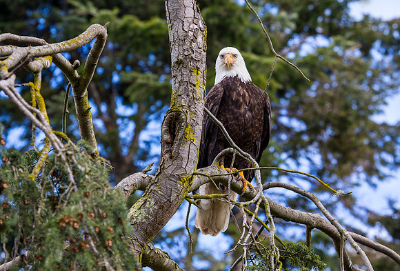 Bald Eagle
