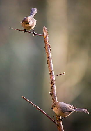 Female Bushtits