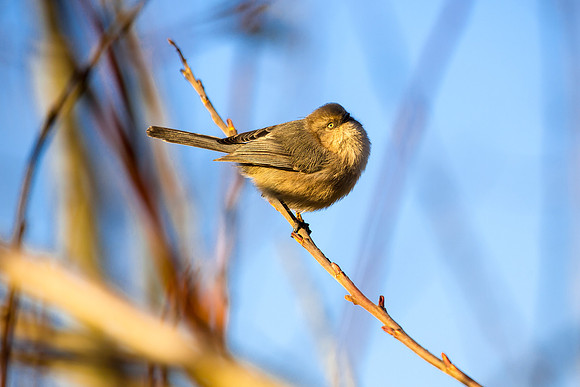 Bushtit (Female)