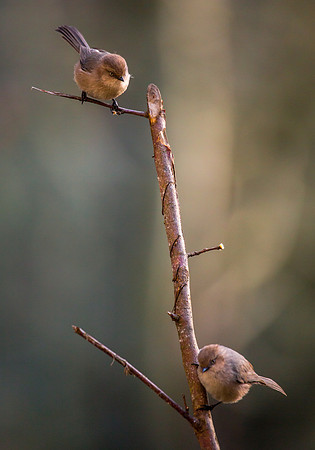 Female Bushtits