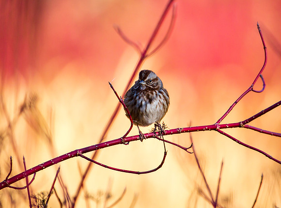 Song Sparrow