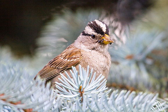 White Crowned Sparrow