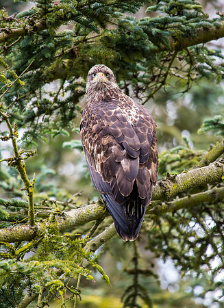 Bald Eagle