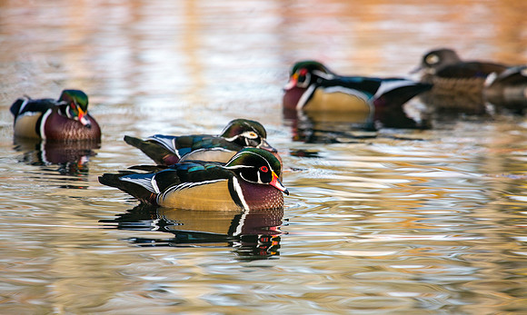 Wood Ducks