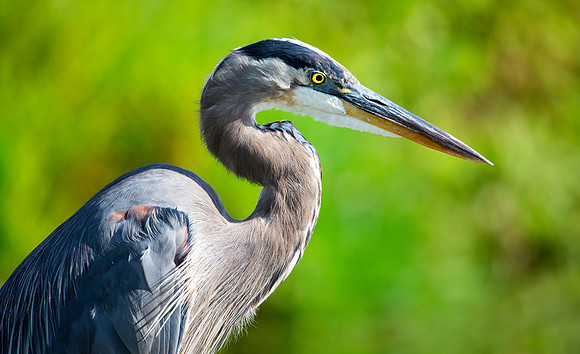 Great Blue Heron