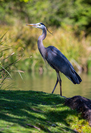 Great Blue Heron