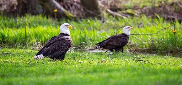 Bald Eagles