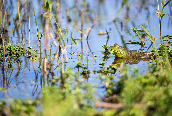 American Bullfrog