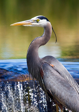 Great Blue Heron