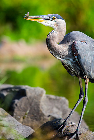 Great Blue Heron