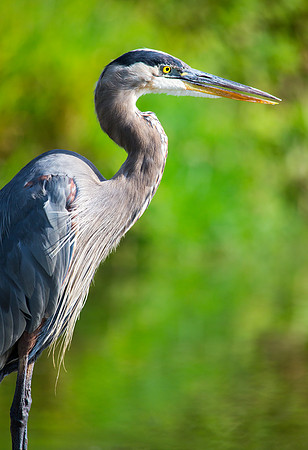 Great Blue Heron
